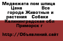 Медвежата пом шпица › Цена ­ 40 000 - Все города Животные и растения » Собаки   . Калининградская обл.,Приморск г.